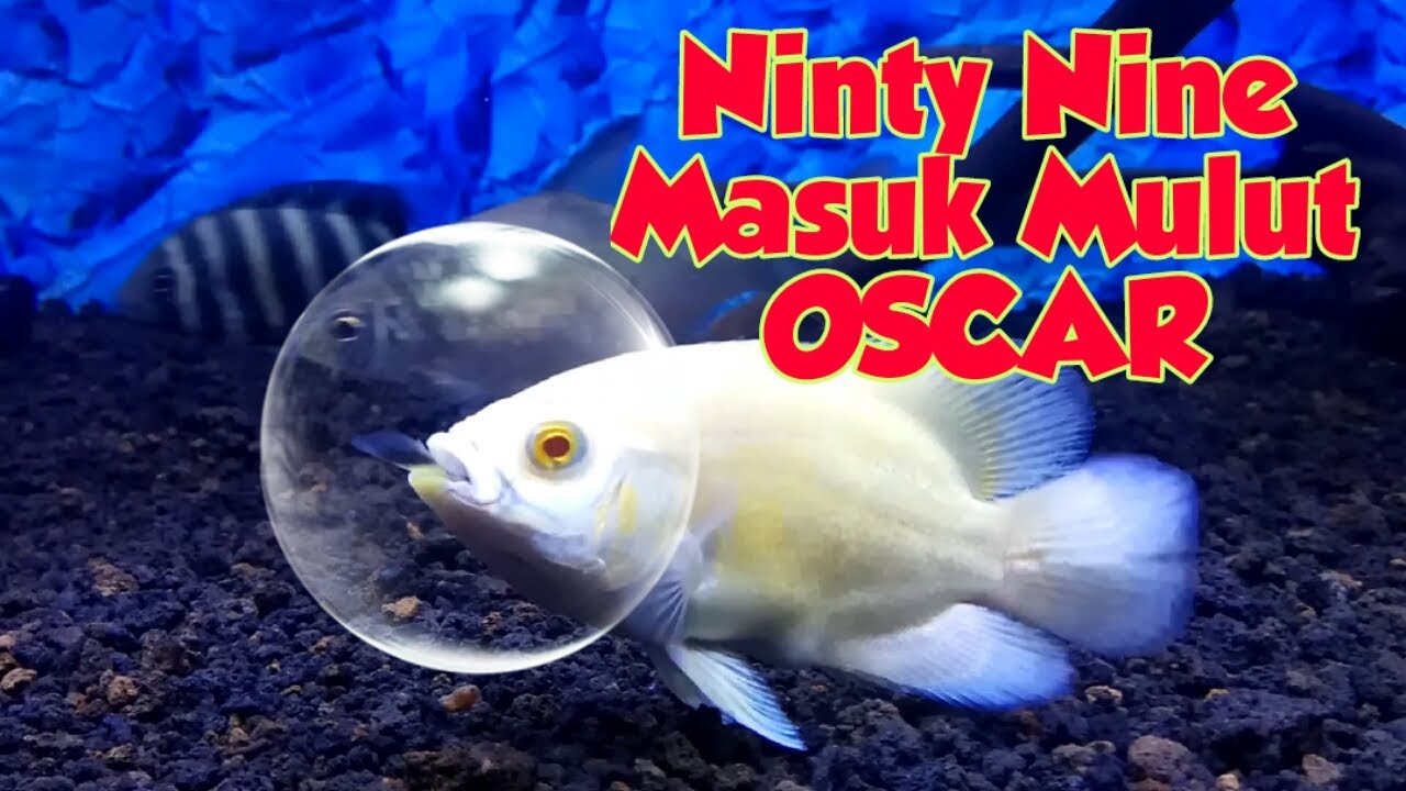 OSCAR MAKAN IKAN ZEBRA 