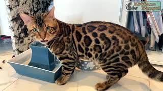 Bengal cat drinks water | Reginamur Bengal Cat’s Cattery | Bengal Kittens for sale