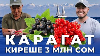 видео: Түптө башка нерселер деле өсөт экенда...  Интервью абдан мыкты өттү! Видеону БӨЛҮШКҮЛӨ туугандар! картинка: Түптө башка нерселер деле өсөт экенда...  Интервью абдан мыкты өттү! Видеону БӨЛҮШКҮЛӨ туугандар!