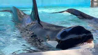 Orca Inside look “med pool” Jan. 6, 2024 - SeaWorld San Antonio by Tilikum16 1,170 views 3 months ago 2 minutes, 53 seconds