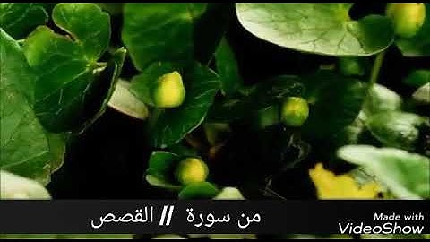 تلاوة جميلة من سورة القصص للقارئ عبد السميع