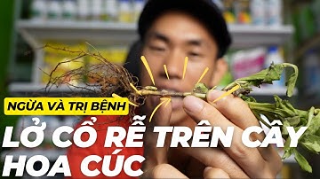 Cuối cùng bạn đã có thể chữa và ngừa bệnh lở cổ rễ trên cây hoa cúc | Thiện Chữa Bệnh Cây