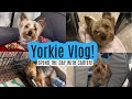 Yorkie Daily Vlog | How I Take Care of my Yorkie | Dog Routine