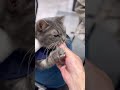 猫にソフトクリームを見せるとこうなります #猫 #マンチカン #shorts