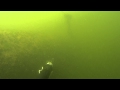Подводная охота сазан в мутной воде