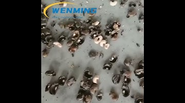 Cashew Nut Sheller Cashew Nut Shelling Machine