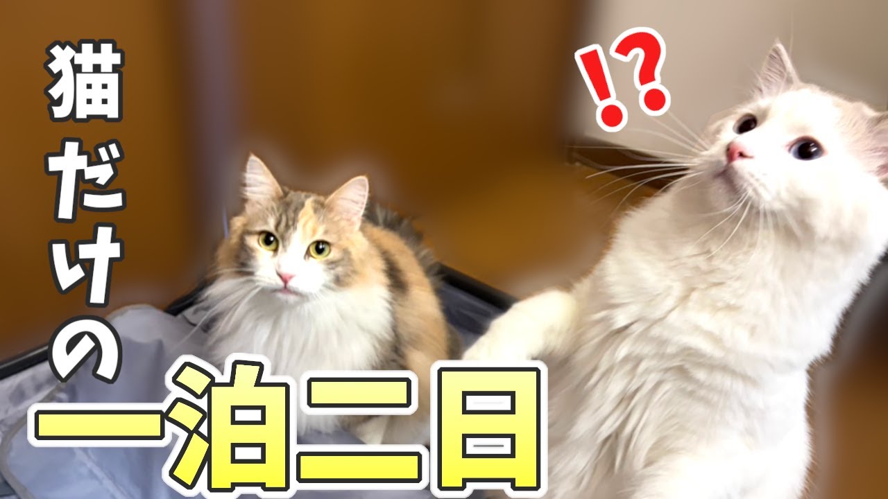 一泊二日、家を空けたら猫たちはこうなりました