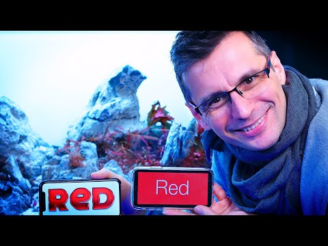 Video: Aqua & Red: Eine perfekte Kombination für viele Räume