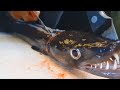 Catch And Cook - How to Catch The most Dangerous Types Of Fish To Eat Them With Seafood