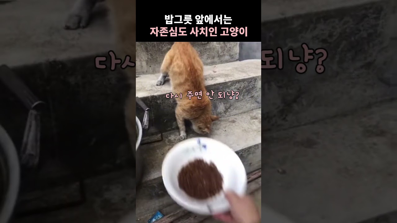 밥그릇 앞에서는 자존심도 사치인 고양이