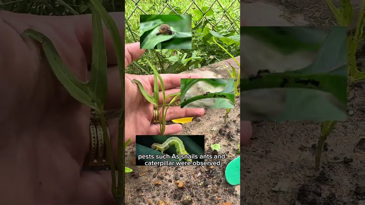 IP CHERI ELIZABETH ROKIAH GILONG AVRIETT AGA402 