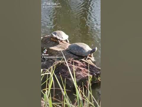 Красивые Черепашки 🐢 ️🐢🪻💙💛🇺🇦 ️‍🔥 - YouTube