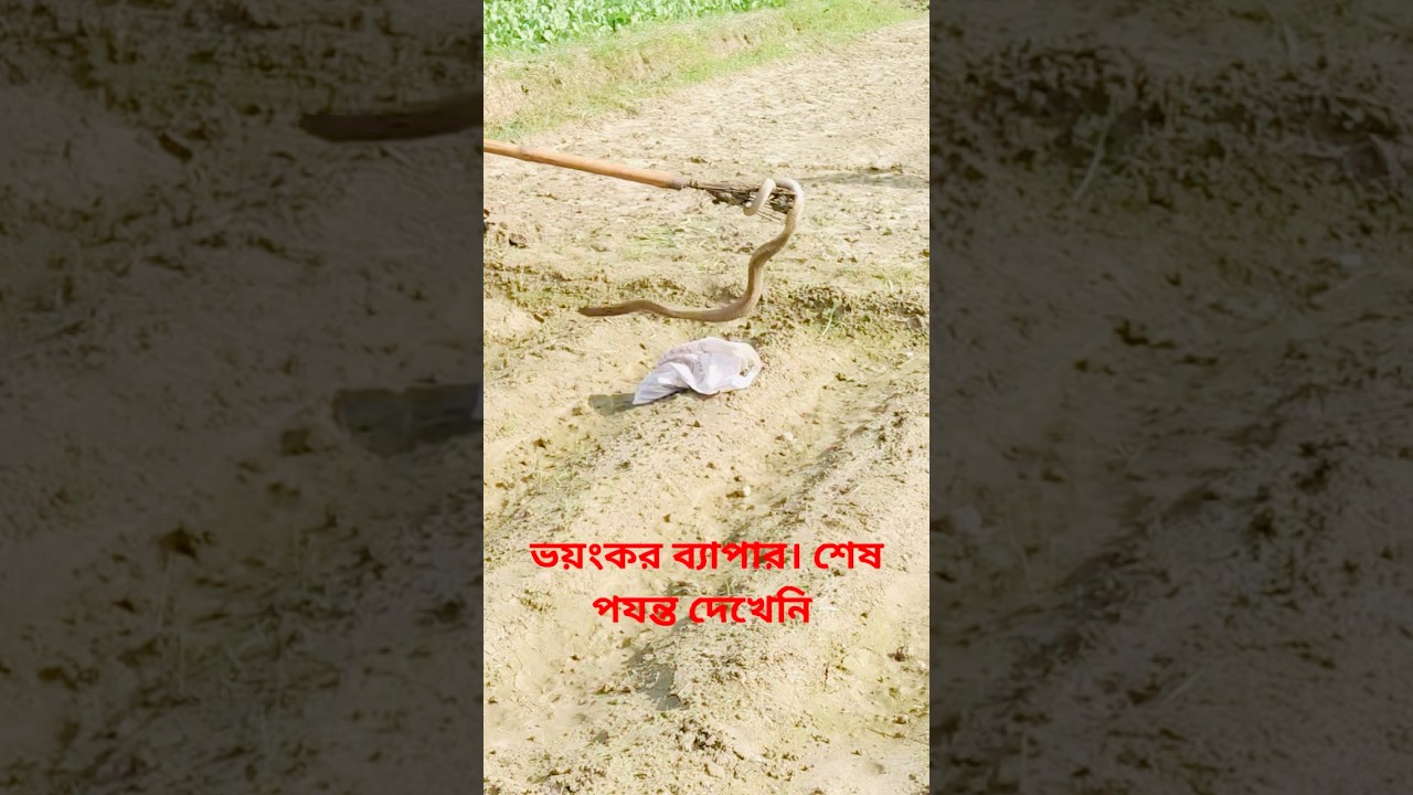 ভয়ংকর সাপ মারা|