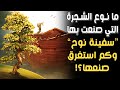 ما هو نوع الشجرة التي ص نعت بها سفينة سيدنا نوح وكم استغرق صنعها وهل عثر عليها الإجابة مفاجأة ما هو نوع الشجرة التي ص نعت بها سفينة سيدنا نوح وكم استغرق صنعها وهل عثر عليها الإجابة مفاجأة