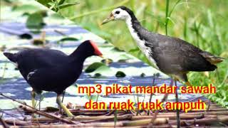 MP3 ruak ruak dan mandar sawah,cocok buat menjaring malam👍👍