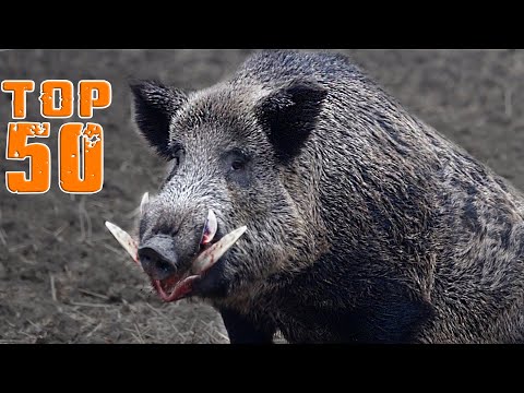 Want to Become a PRO Boar Hunter? Watch This Now! TOP 50 WILD BOAR HUNTS!