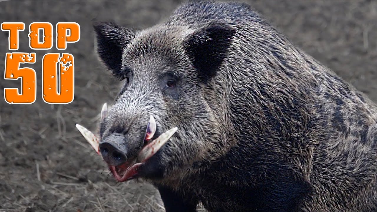 Want to Become a PRO Boar Hunter? Watch This Now! TOP 50 WILD BOAR HUNTS!