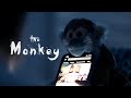The monkey  horror short film
