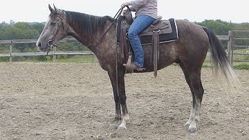 Johnny - walk, jog, lope, stops, turns! - ValleyViewRanch.net