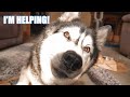 Crazy Husky Is VERY Unhelpful Trying to Help!