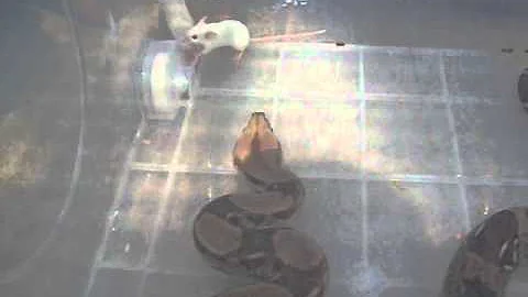 Alimentando Boas Constrictor By Jorge Sanin.wmv
