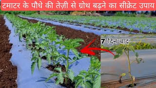 टमाटर के पौधे की तेजी से ग्रोथ को बढ़ने का सीक्रेट तरीका/टमाटर की उन्नत खेती screenshot 3