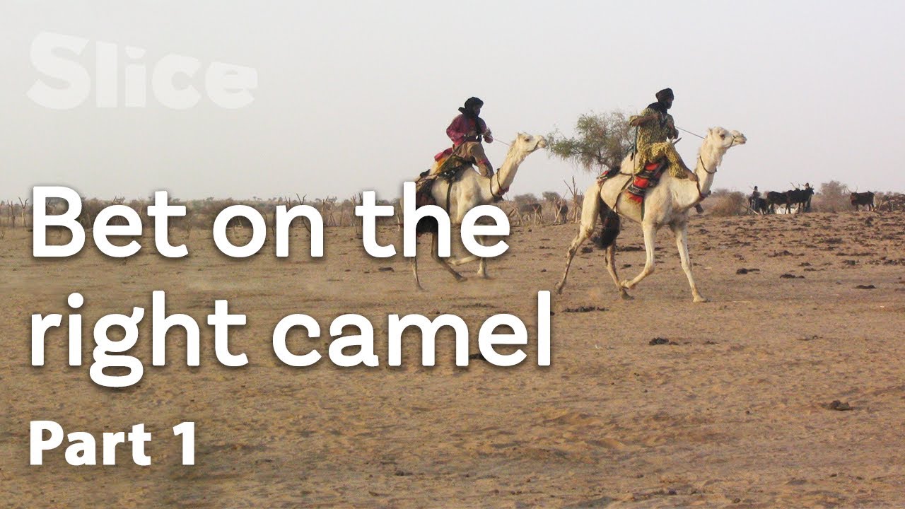 Documentary backdrop image for Inside the preparation of the great desert turf (2021)