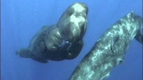 Amazing encounter between diver and Sperm whales!