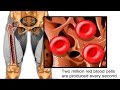 How Red Blood Cells are Made Animation - Formation of RBC Video -Structure Function Blood Components