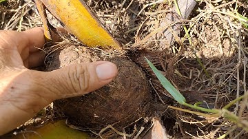 Cây Độc Lạ.Cây Dừa Độc Lạ Mộc Trái Dứa Bạn Có Tin Không