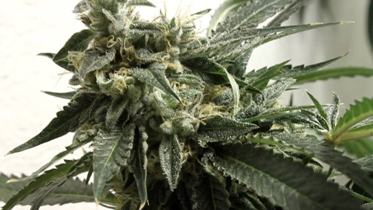 Tga's Pre Bubba 98 kush x Querkle.