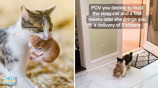 Here's Why Mama Cats Will Bring Their Kittens To You
