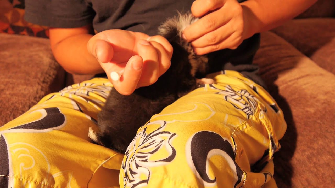 How To Give Puppies Their Shots YouTube how-to-give-puppies-their-shots-youtube