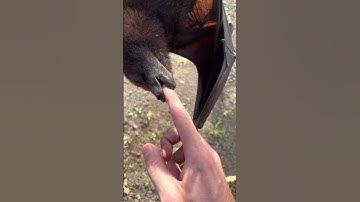 Thumbnail of Fruit Bats Are Basically Flying Puppies