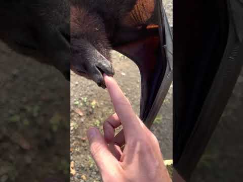 Видео: Прилепи ли са летящите лисици?