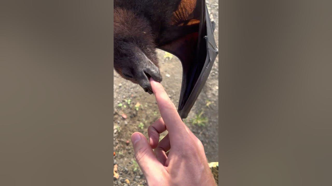 Fruit Bats Are Basically Flying Puppies