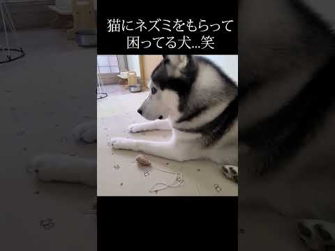 猫にネズミをもらって困ってる犬...笑#shorts