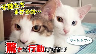 子猫たちが先輩猫に対して驚きの行動を起こす│ミルクが恋しくて赤ちゃん返り