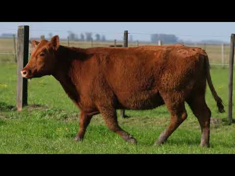 LOTE 71  - 1754