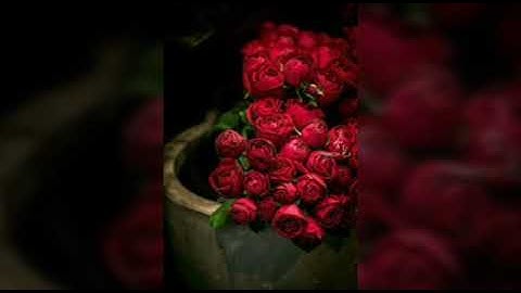 سورة ابراهيم ياسر الدوسري (14)