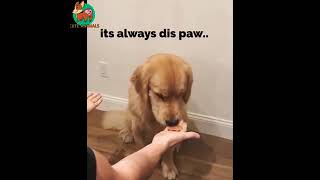 Funniest Animals ð    §   Awesome Funny Animals Life Videos ð