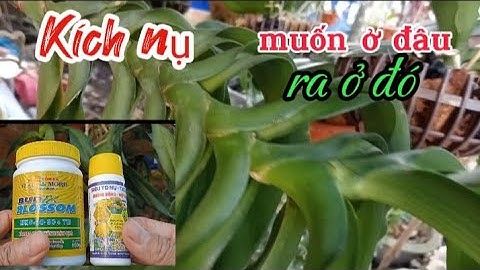 Bí quyết kích nụ đai châu ra đúng tết,hoa đẹp