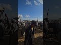 سوق مواشي كفرالشيخ