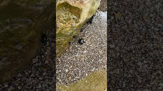 Hermit crab rush