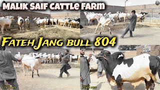 Malik Saif Cattle Farm Part 2  dangerous fateh jangi bulls 2024  bakra mandi  Qurbani 2024