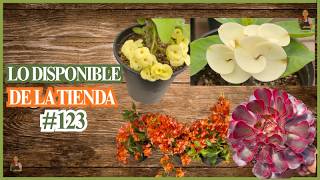 LO DISPONIBLE DE LA TIENDA #123
