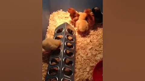 New Chicks!
