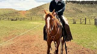 Ritzy 2023 AQHA Sorrel Filly #2