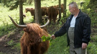 Daju vrhunsko meso, a jedu samo travu i sijeno