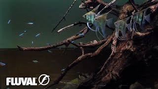 South American biotope aquarium | Relaxing cinematic